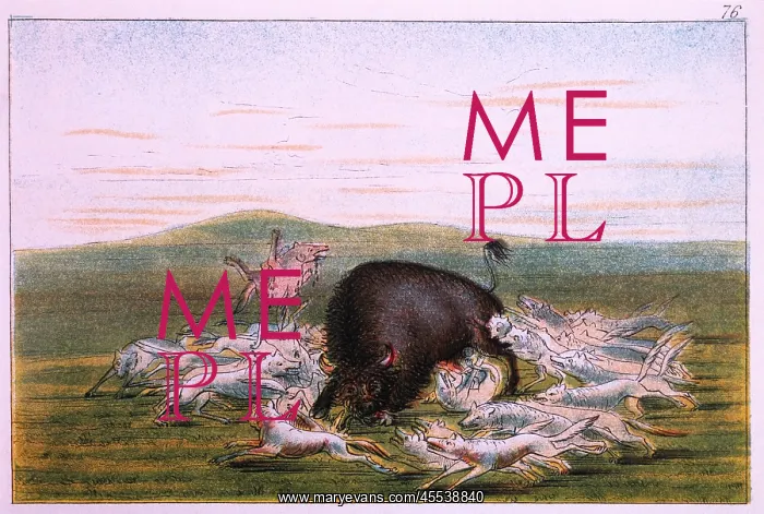 : White Wolves Attacking a Buffalo Bull, by George Catlin : White Wolves Attacking a Buffalo Bull, by George Catlin