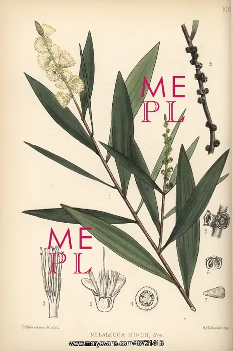 : White wood, white samet or cajuput, Melaleuca cajuputi : White wood, white samet or cajuput, Melaleuca cajuputi