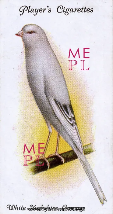  : White Yorkshire Canary