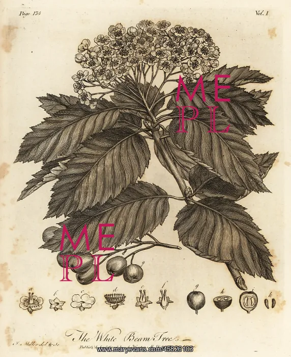 : Whitebeam, Sorbus aria : Whitebeam, Sorbus aria