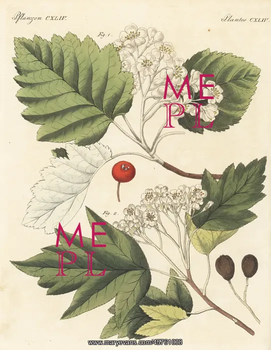 : Whitebeam and wild service trees : Whitebeam and wild service trees