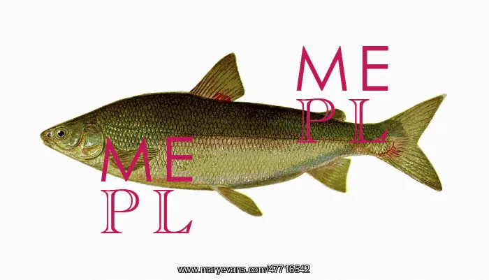  : Whitefish