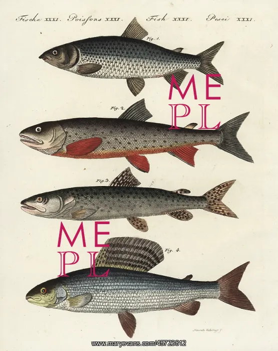 : Whitefish, char, Danube salmon and grayling : Whitefish, char, Danube salmon and grayling