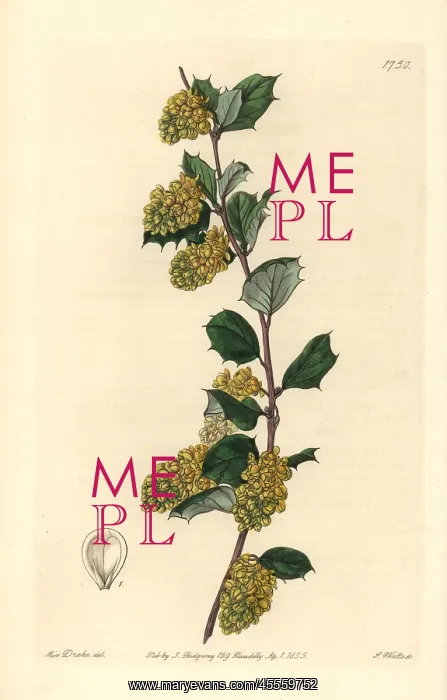 : Whitened barberry, Berberis dealbata : Whitened barberry, Berberis dealbata