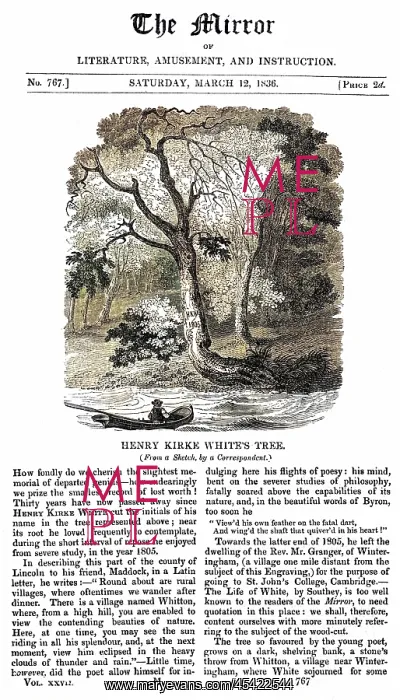 : WHITE'S TREE : WHITE'S TREE