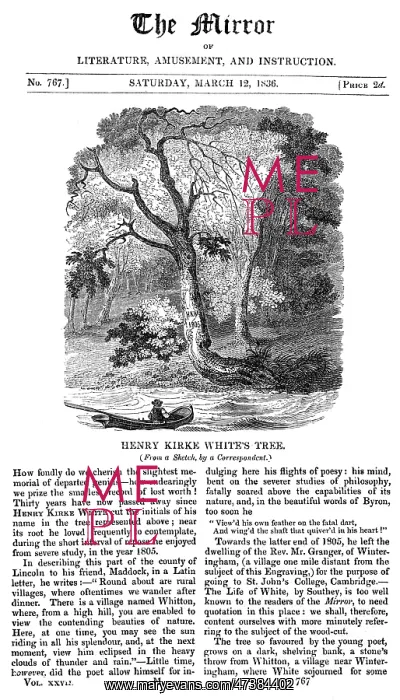 : WHITE'S TREE : WHITE'S TREE
