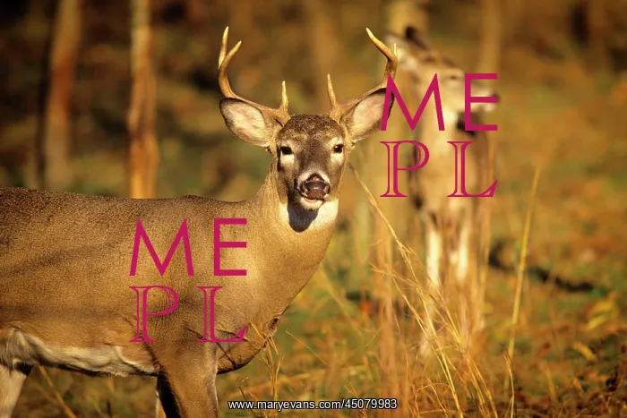 : Two Whitetail Deer Odocoileus Virginianus a Buck : Two Whitetail Deer Odocoileus Virginianus a Buck