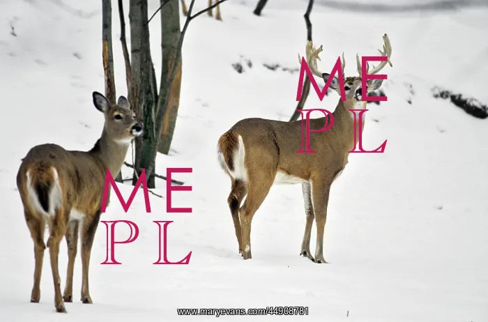 : Whitetail Deer in Snow Odocoileus Virginianus : Whitetail Deer in Snow Odocoileus Virginianus