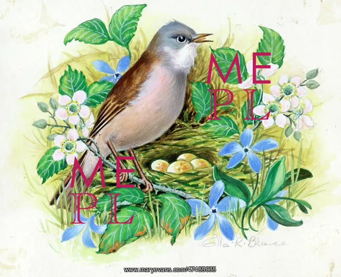  : Whitethroat, bramble and periwinkle