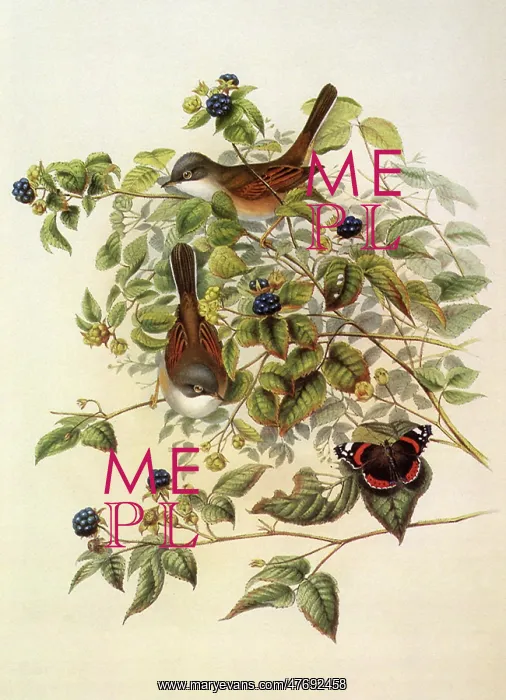 : Whitethroat, Sylvia communis : Whitethroat, Sylvia communis