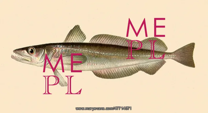  : Whiting