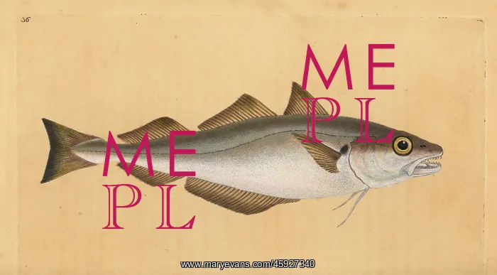: Whiting, Merlangius merlangus : Whiting, Merlangius merlangus