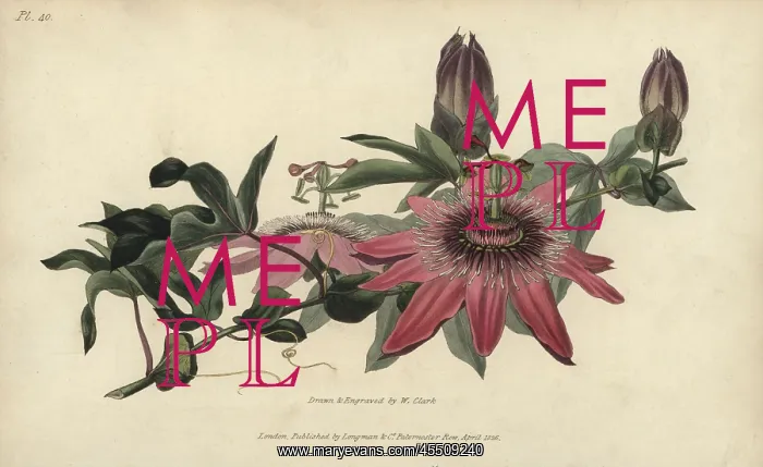 : Whitley's hybrid passionflower, Passiflora caerulea-racemosa : Whitley's hybrid passionflower, Passiflora caerulea-racemosa
