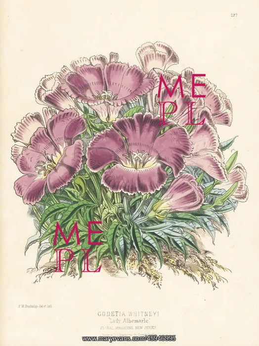 : Whitney's farewell to spring, Clarkia amoena subsp. whitneyi : Whitney's farewell to spring, Clarkia amoena subsp. whitneyi
