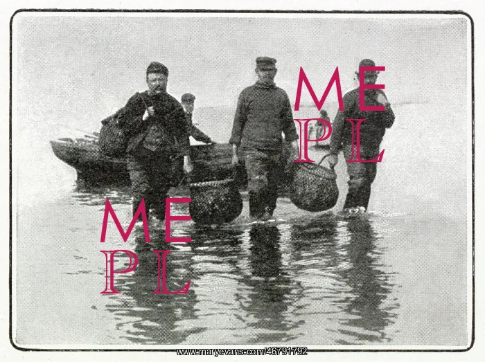 : Whitstable, Oyster Trade 1902 : Whitstable, Oyster Trade 1902
