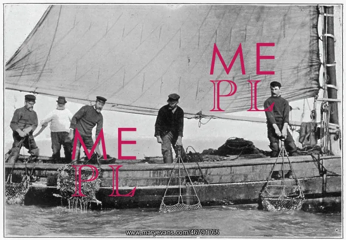 : Whitstable, Oyster Trade 1904 : Whitstable, Oyster Trade 1904