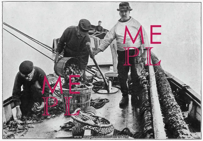 : Whitstable, Oyster Trade 1904 : Whitstable, Oyster Trade 1904