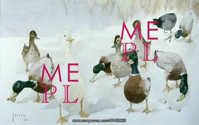 : Who are these dreadful people? ' ducks : Who are these dreadful people? ' ducks