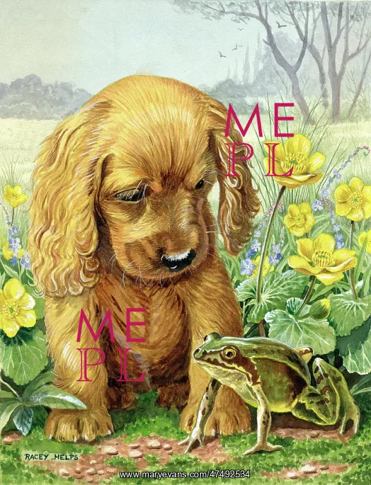 : Who Are You? - cocker spaniel puppy & frog : Who Are You? - cocker spaniel puppy & frog