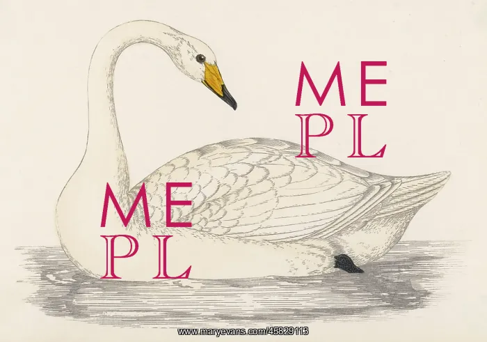  : WHOOPER SWAN (MORRIS)