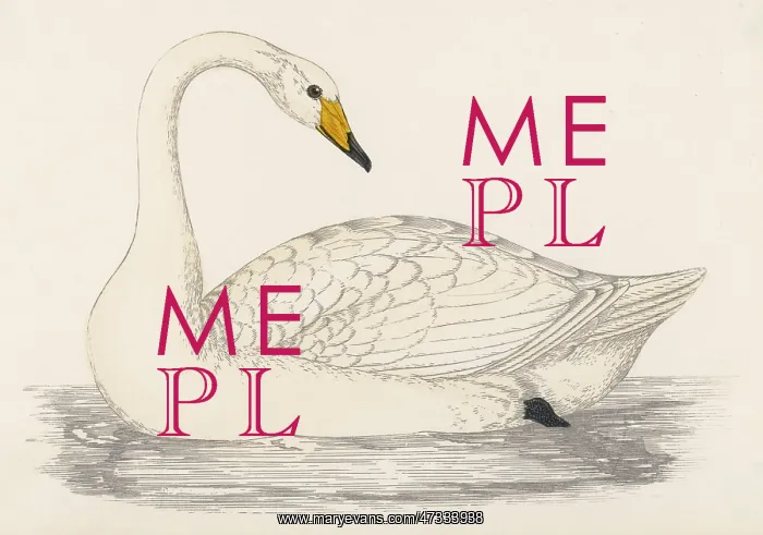  : WHOOPER SWAN (MORRIS)