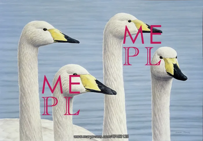  : Whooper Swans