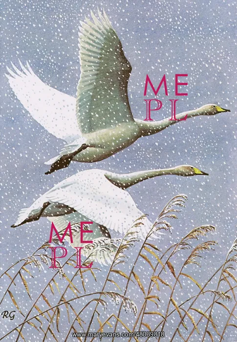 : Whooper Swans : Whooper Swans