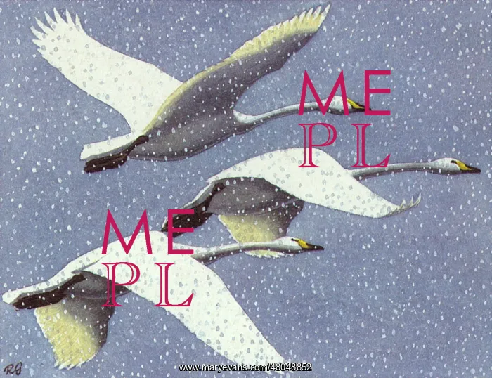 : Whooper Swans : Whooper Swans