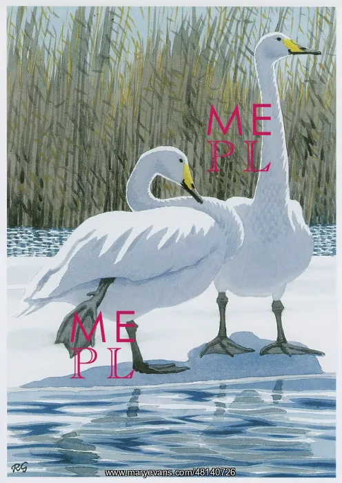  : Whooper Swans