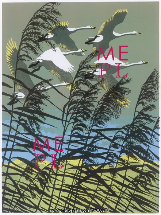 : Whooper Swans - flying over the reeds : Whooper Swans - flying over the reeds