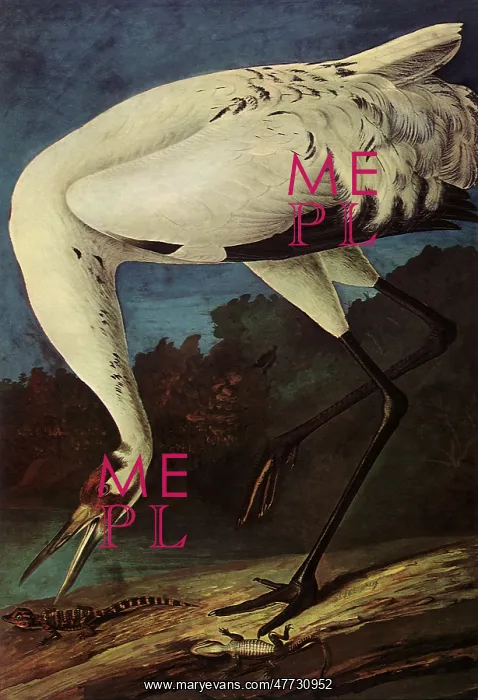  : Whooping Crane