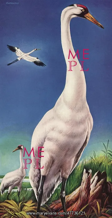  : Whooping Crane