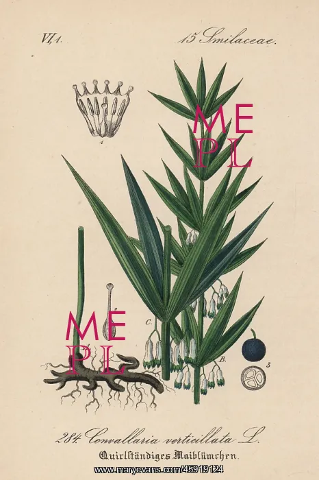 : Whorled Solomon's-seal, Polygonatum verticillatum : Whorled Solomon's-seal, Polygonatum verticillatum