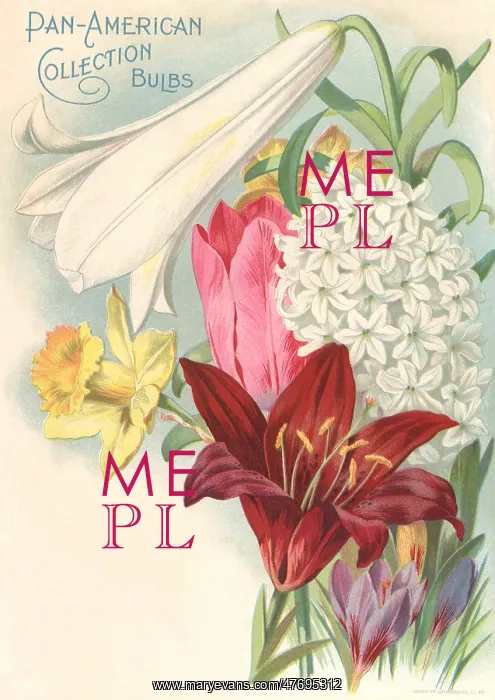  : Whte Bulb and Others