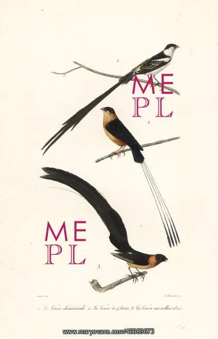 : Whydah birds : Whydah birds
