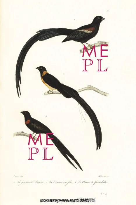 : Whydah birds and widowbird : Whydah birds and widowbird
