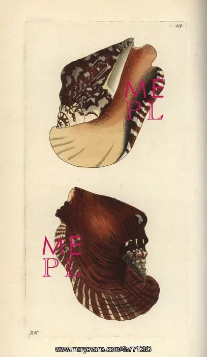 : Widest pacific conch, Sinustrombus latissimus : Widest pacific conch, Sinustrombus latissimus