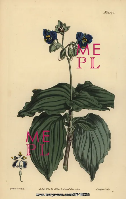 : Widow's tears, Tinantia erecta : Widow's tears, Tinantia erecta