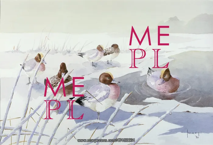 : Wigeon in Winter ' snow scene with ducks : Wigeon in Winter ' snow scene with ducks