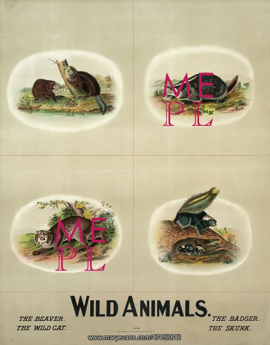  : Wild animals