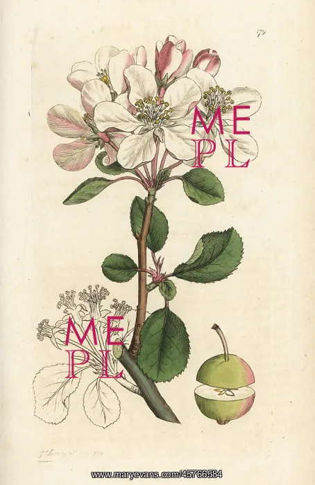 : Wild apple or crabtree, Malus domestica : Wild apple or crabtree, Malus domestica