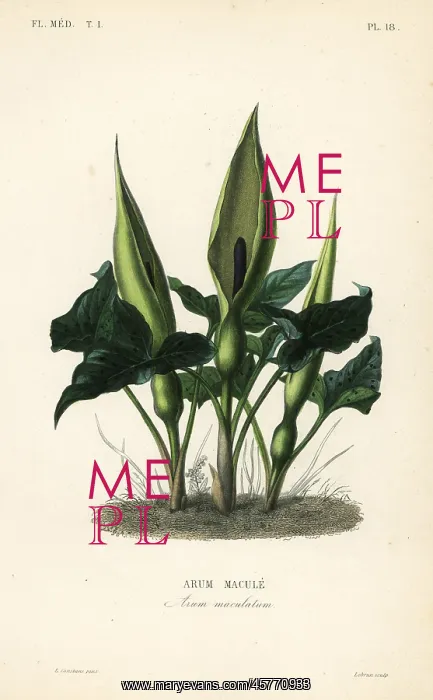 : Wild arum, Arum maculatum : Wild arum, Arum maculatum