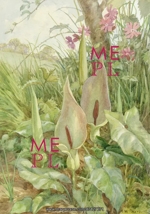 : Wild Arum and Campion in natural setting : Wild Arum and Campion in natural setting