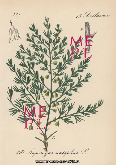 : Wild asparagus, Asparagus acutifolius : Wild asparagus, Asparagus acutifolius
