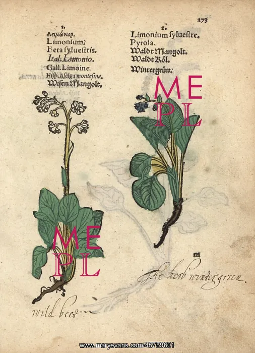 : Wild beet, Beta sylvestris, and wintergreen, Pyrola minor : Wild beet, Beta sylvestris, and wintergreen, Pyrola minor