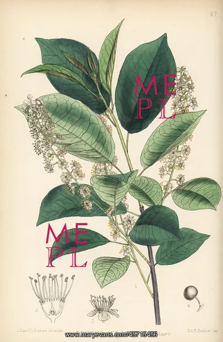 : Wild black cherry, Prunus serotina : Wild black cherry, Prunus serotina