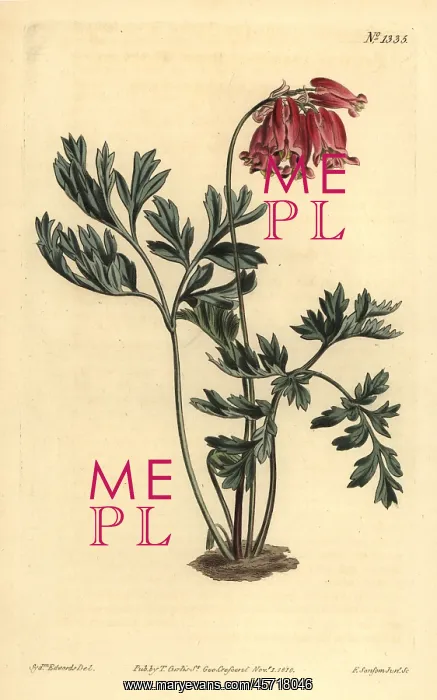: Wild bleeding heart, Dicentra formosa : Wild bleeding heart, Dicentra formosa