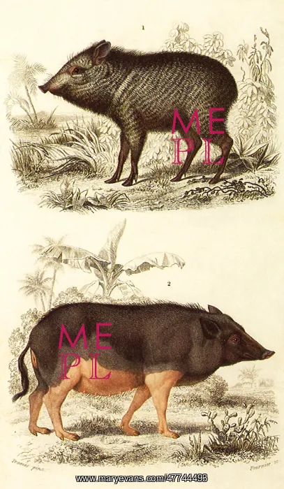  : A Wild Boar and a Collared Peccary