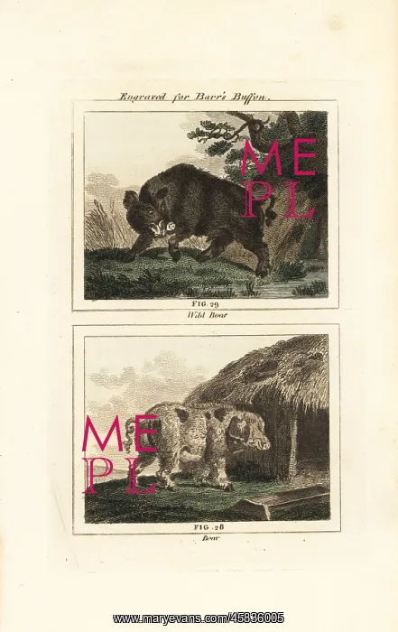 : Wild boar and domestic pig : Wild boar and domestic pig