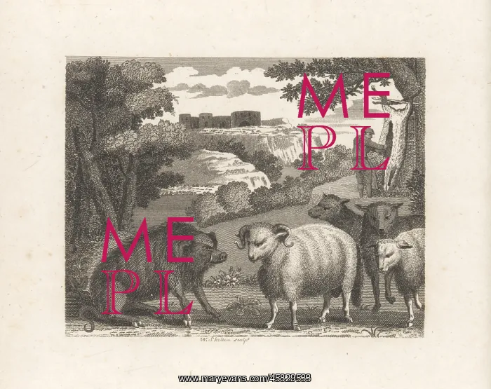 : The Wild Boar and the Ram : The Wild Boar and the Ram